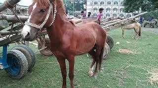 New Horse videos Village Horse market from Jamalpur Dhaka Bangladesh Bipul Agro BD 2022