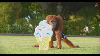 Animalia - Orangutans Prince and Benji wonder if there's something inside the Piñatas...