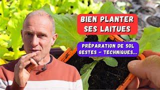 Premières plantations de laitues - saison 2025 au potager