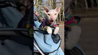 I took my anxious cat on a walk #shorts #pets #cats #adventure