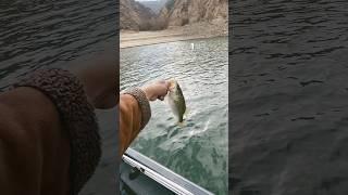 Castaic Lake CA Fishing - Multi Species Kind of Day #shorts #bassfishing