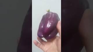 Amazing Purple Bell pepper 🫑 #amazing #shorts #bellpepper #vegetables #purple #unique #colors