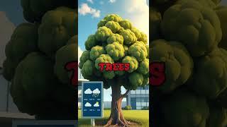 Nature's Weather Engineers: How Giant Sequoias Create Their Own Clouds | Mind-Blowing Tree Science