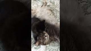 Уставший кот и активный приёмный котёнок#tiredcat#cats#чёрныйкот#疲惫的猫