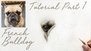 French Bulldog in Coloured Pencils / Drawing Tutorial - Part 1