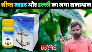 Basf Pirate New Insecticide  | मिर्च में थ्रिप्स माइट और इल्ली एक साथ खत्म 