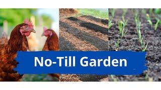 I Made a No-Till Garden with Chickens and it WORKED!