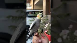 Cockatiel Singing / Whistling - Crow The Cockatiel #cockatiel #parrot
