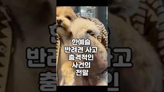 한예슬 반려견 사고 충격적인 사건의 전말