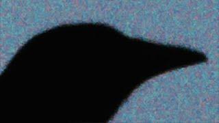 CROW CITY by Natasha Masharova @ VVHY