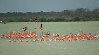 American Flamingos  in the Yucatan