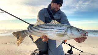 Striped Bass Blitz in the Ocean Surf!!! Late-November Surf Fishing