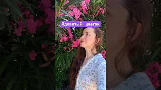 Олеандр-￼ это ядовитый и опасный цветок в Турции и других тёплых странах ￼