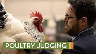 Poultry Judging