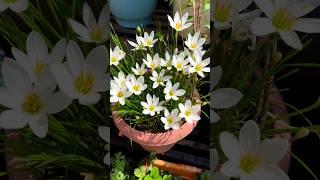 Rain Lily flower plants kaise lagaye#shorts #ytshots #shortsvideo