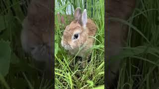 I'm Just a Kid - Cute Baby Bunny Rabbit   #cute #funny #shorts #viral #amazing  KKK# 000