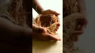 #REALISTIC #DIY BIRD NEST WITH COCONUT SHELL #coconutcraft #coconutshellideas #easy #shorts #easydiy