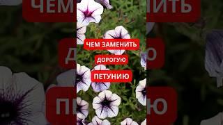 ВЫГОДНАЯ АЛЬТЕРНАТИВА ПЕТУНИЯМ. Вы полюбите эти цветы!