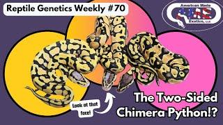 This Python's Colors Split Right Down The Middle! - Reptile Genetics Weekly EP 70