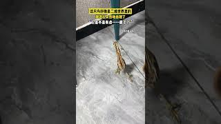 這隻鳥好像是二維世界裡的，它怎麼可以這麼「薄」？