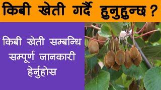 किबी खेती गर्ने तरिका, प्रबिधी र जानकारी || Kiwi Fruit Cultivation In Nepali||  Krishi Sandesh