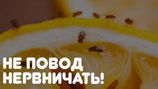 Мелкая летающая напасть: как избавиться от мошек на кухне!