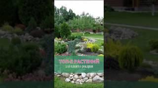 Топ-5 растений для вашего рокария #сад #рокарий