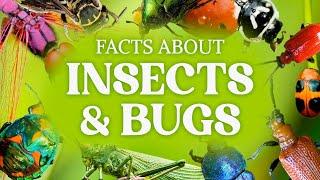 Cool Bug Facts & Other Insect Facts You Have To Know!