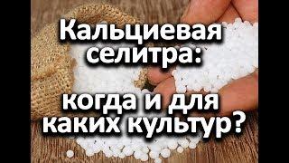 Кальциевая  селитра: когда и для  каких культур?