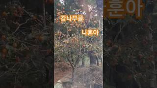 #감나무골 #나훈아