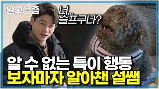 설쌤도 당황한 미스터리 행동… 애교 뒤 숨겨진 강아지의 진짜 속마음｜세상에 나쁜 개는 없다｜알고e즘