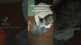 Нашёл котёнка на улице! Махач 