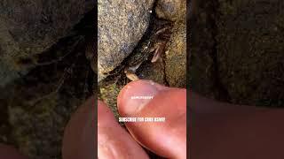 Crab Pedicure Sounds | Crab ASMR Sounds #shorts