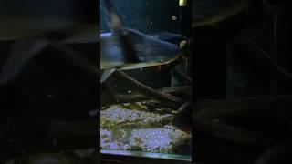 Акула в аквариуме#Fish#Aquariums#shorts