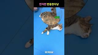 만지면 반응한다냥
