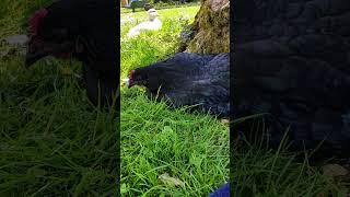 Pet chicken, duck and dog hanging out at PumpjackPiddlewick
