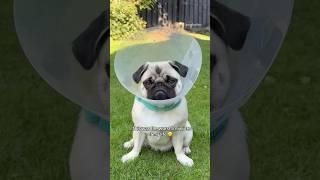 The biggest MISTAKE of MOSY’S life  #pug #dog #funny #coneofshame