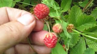 Бесплатная клубника от бога.Free strawberries from God.