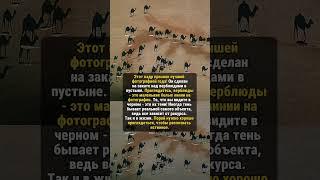ЭТОТ УДИВИТЕЛЬНЫЙ МИР! #историяизжизни #редкие #история
