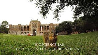 Squirrel behavior studied at Rice University