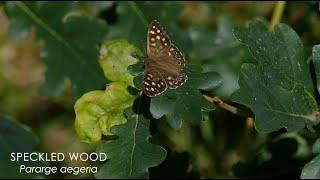 The Speckled Wood butterfly