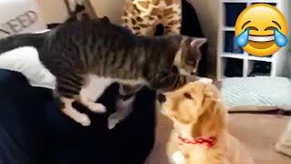 Funniest MEAN CATS - Cats are JERKS! Try Not To Laugh || PETASTIC 