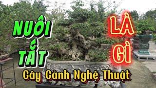 NUÔI TẮT là gì trong Cây Cảnh Nghệ Thuật | Kỹ Thuật Cây Cảnh