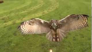 Eagle Owl landing in slow motion close-up - Awesome!