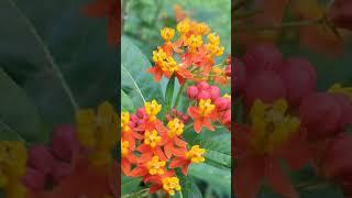 Butterfly Weed (Milkweed) for  Monarch Butterflys to lay their eggs! #monarch #butterfly #milkweed