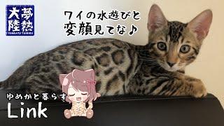 【Bengal Cat】Covering Link【Bengal Rocket#42】