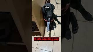 Terrifying Encounter Puppy Holds Knife in Suspenseful Moment  #shorts #viral #funny #pets #animals