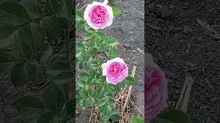 Новинки мого саду.