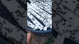 Поилка для пчел. Поилка для пчел своими руками. #анатолийстрелец