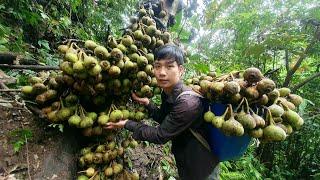 635 Days of Harvesting Wild Fruits, Bamboo Shoots, Mushrooms, Lychees for Sale at the Market.